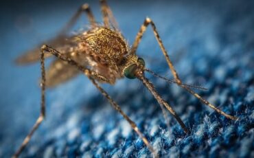Jak chronić się przed komarami w domu i w ogrodzie