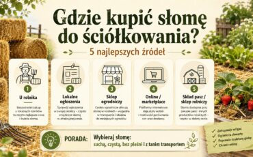 Gdzie kupić słomę do ściółkowania? Najlepsze miejsca i praktyczne wskazówki