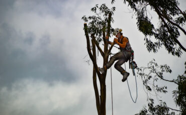 Arborysta czy ogrodnik – komu powierzyć opiekę nad drzewami i ogrodem?